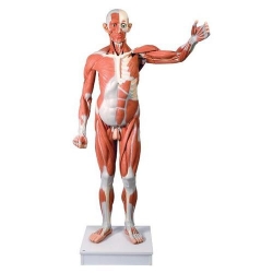 Мужская фигура с мышцами, в натуральную величину, 37 частей