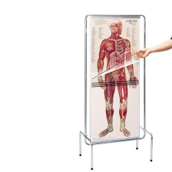 Набор прозрачных анатомических плакатов Человек
