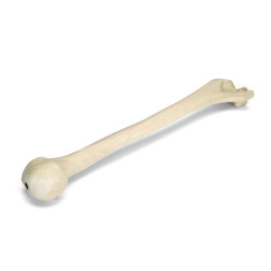 Плечевая кость ORTHObones правая