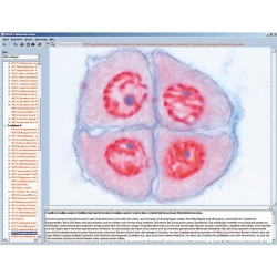 Программа «Митоз и мейоз, деление клетки», на компакт-диске