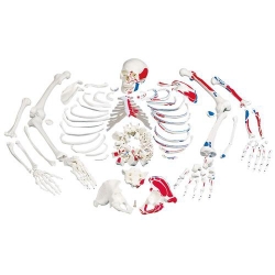 Раскрашенная модель целого скелета, разобранного, с разметкой мышц, с черепом из 3 частей
