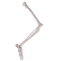 Скелет ноги со стопой