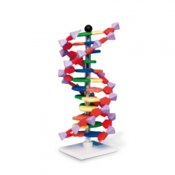 Набор «Модель двойной спирали ДНК, miniDNA®», 12 сегментов