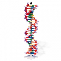 Набор «Модель двойной спирали ДНК, miniDNA®», 22 сегмента