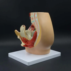 женский тазовый сагиттальный разрез, анатомическая модель UL-332B-1