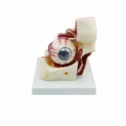 Увеличение глазного яблока и орбиты Анатомическая Модель экстраокулярной мышцы глаза UL-J316B