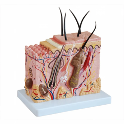 Модель кожи Структура ткани кожи Анатомия волосяного фолликула UL-313-2