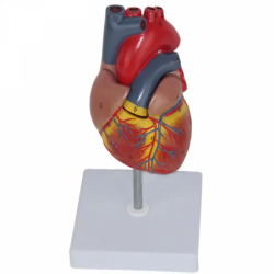 Модель сердца человека в натуральную величину UL-03043