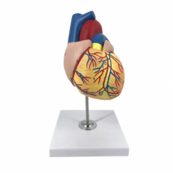 Анатомическая модель человеческого сердца  UL-307A