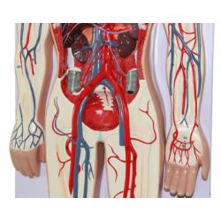 Модель кровообращения человека UL