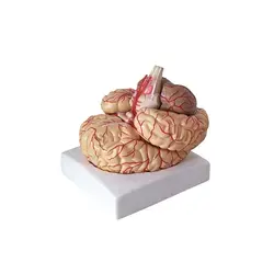 Анатомическая модель мозгаUL-111