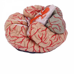 Анатомическая модель мозгаUL-111