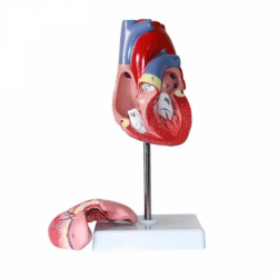 Модель человеческого сердца с научной анатомической моделью левого и правого сердца UL-307