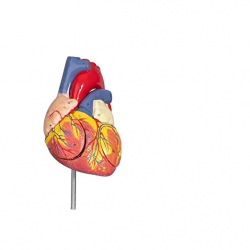Модель человеческого сердца с научной анатомической моделью левого и правого сердца UL-307