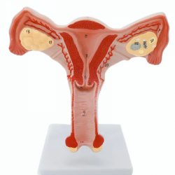 Модель матки, двусторонние яичники, женская репродуктивная структура UL-xv36