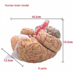 Анатомическая модель мозга из 9 собранных частей UL-XV03
