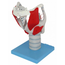 Анатомическая модель гортани человека UL
