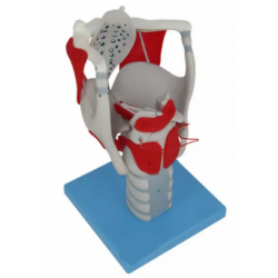 Анатомическая модель гортани человека UL