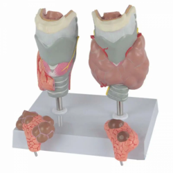 Модель патологии щитовидной железы UL-j015