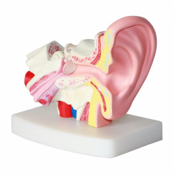 Высококачественная модель анатомии человеческого уха 1,5-кратная модель анатомии уха с наружным средним внутренним ухом UL-302D