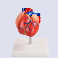 Модель сердца 1:1 в натуральную величину UL-XV22