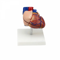 Модель сердца 1:1 в натуральную величину UL-XV22