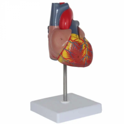 Модель сердца в натуральную величину UL-XV23