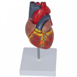 Модель сердца в натуральную величину UL-XV23