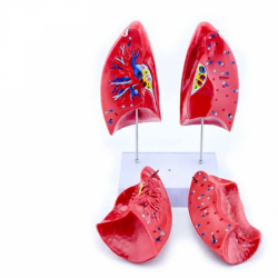Модель анатомии легких дыхательной системы человека UL-XV44