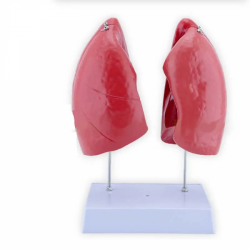 Модель анатомии легких дыхательной системы человека UL-XV44