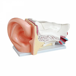 Анатомия уха увеличение в 5 раз UL-303A
