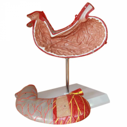 Модель анатомии желудка с 1,5-кратным увеличением UL-V51-1