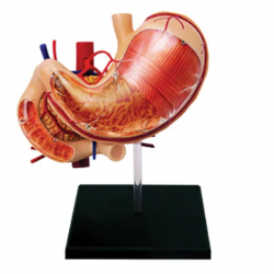 Модель анатомии желудка человека с 9 частями UL-065
