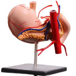 4D анатомическая модель человеческого желудка, 9 частей UL
