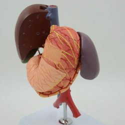 Медицинская анатомическая модель из ПВХ, печень человека, желчь, поджелудочная железа, селезенка, распределение желудка, двенадц