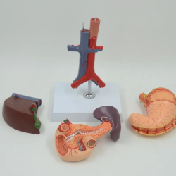 Медицинская анатомическая модель из ПВХ, печень человека, желчь, поджелудочная железа, селезенка, распределение желудка, двенадц