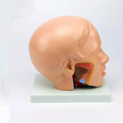 Голова анатомии человека с моделью мозговой артерии  UL-318B
