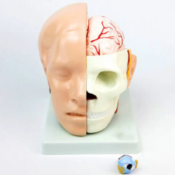 Голова анатомии человека с моделью мозговой артерии  UL-318B