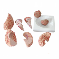 Модель анатомии человеческого мозга, материал ПВХ, 9 частей UL-308D