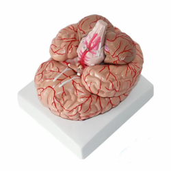 Модель анатомии человеческого мозга, материал ПВХ, 9 частей UL-308D