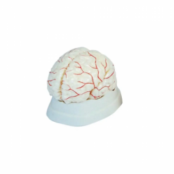 Высококачественная анатомическая модель человеческого мозга из ПВХ в натуральную величину UL-308