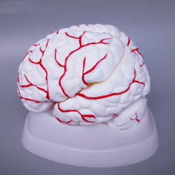 Высококачественная анатомическая модель человеческого мозга из ПВХ в натуральную величину UL-308
