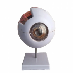 Белое глазное яблоко Модель глаза с 6-кратным увеличением  UL-316A