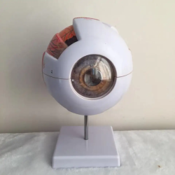 Белое глазное яблоко Модель глаза с 6-кратным увеличением  UL-316A