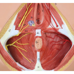 Анатомическая модель женской промежности UL