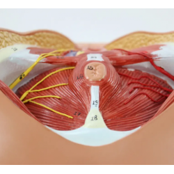 Анатомическая модель женской промежности UL