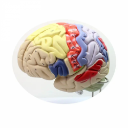 Анатомическая модель человеческого мозга 2x размер 4 части UL-XV4
