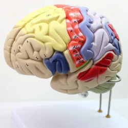 Анатомическая модель человеческого мозга 2x размер 4 части UL-XV4