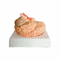 Анатомическая модель мозга состоящая из  9 частей UL-3307