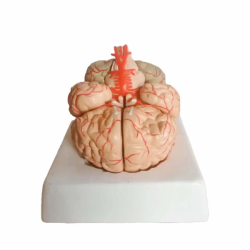 Анатомическая модель мозга состоящая из  9 частей UL-3307